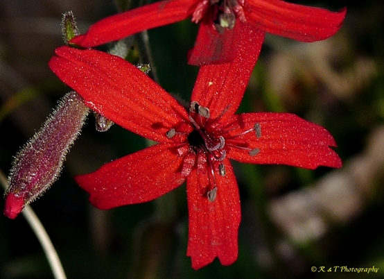 {Silene virginica}